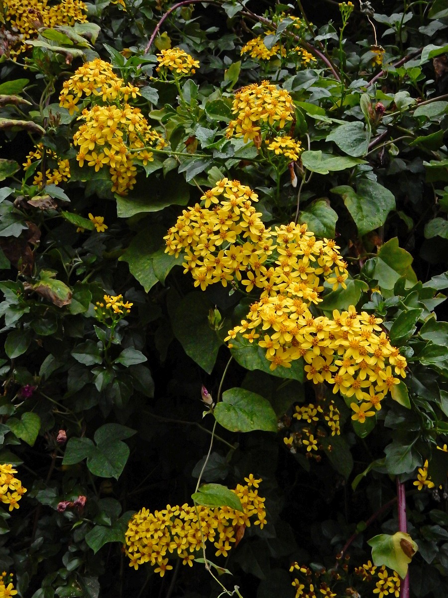 Senecio angulatus